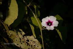 Ipomoea campanulata